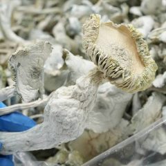 Avery Albino Shrooms