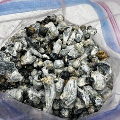 Blue Meanies Shrooms