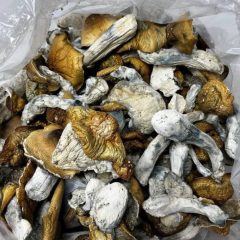 Golden Teacher Shrooms