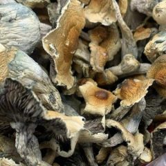 Hillbilly Cubensis Shrooms