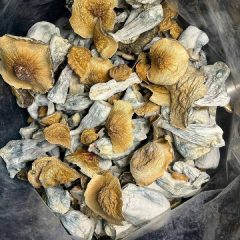 Penis Envy Shrooms
